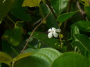 Clerodendron Inerme